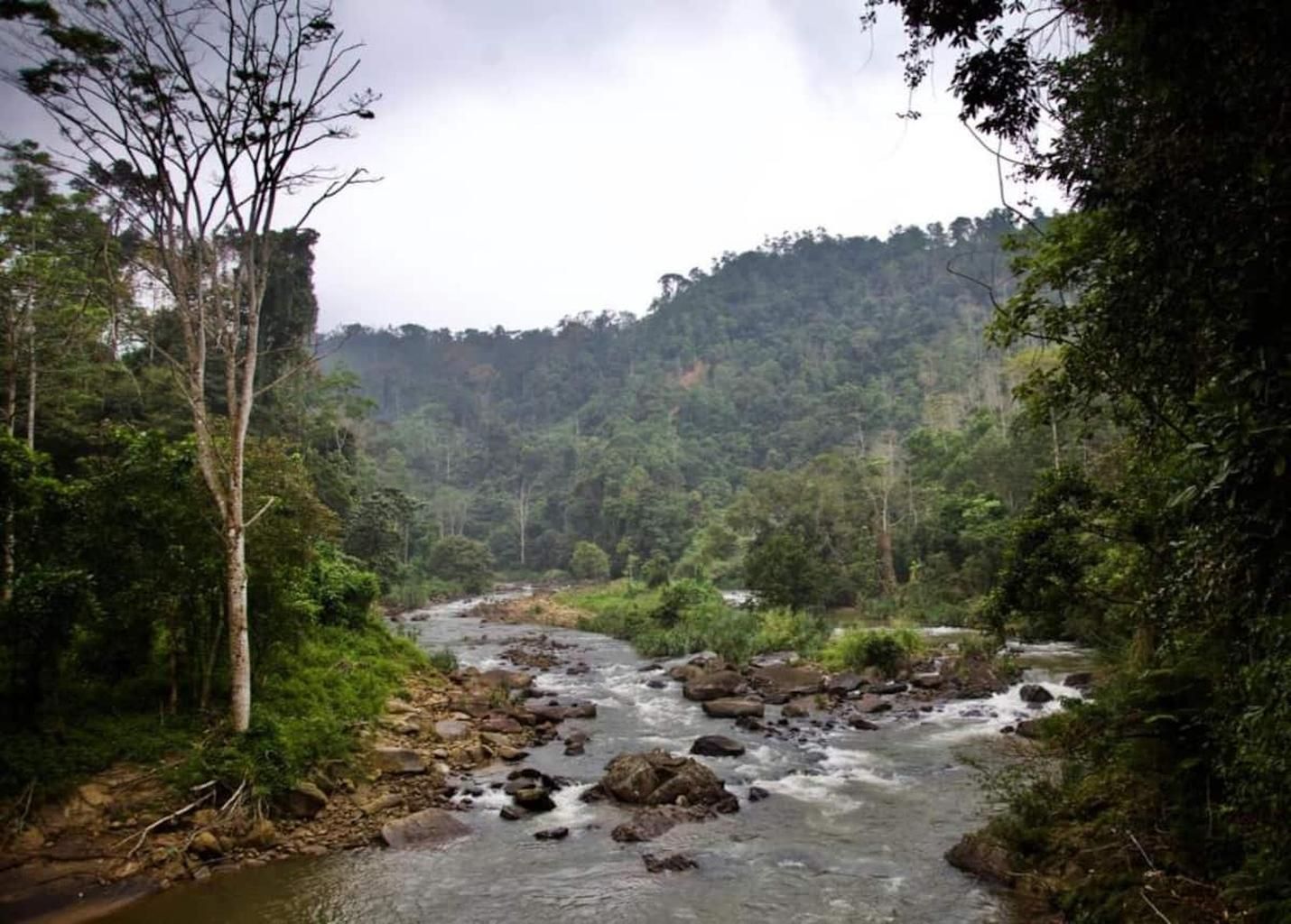Une rivière qui traverse une zone boisée, avec une végétation dense de part et d’autre.