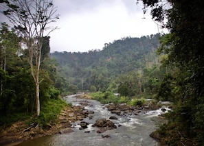A river flowing through a forested area with dense vegetation on both sides. - Riverside AC cottage step to Sinharaja Forrest (SP)