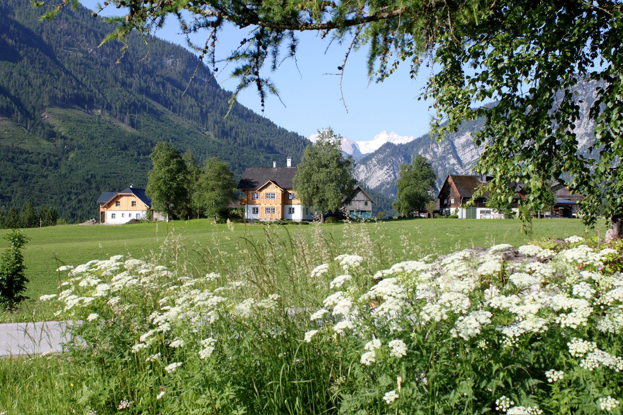 Ett lantligt landskap med hus, en bergskedja i bakgrunden och ett fält med vita blommor.
