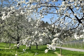 Un parc avec des cerisiers en fleurs et un sentier pédestre.