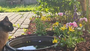 Un jardín con una fuente de agua y diversas plantas.