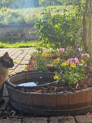 Un jardin agrémenté d’un élément aquatique et de différentes plantes.