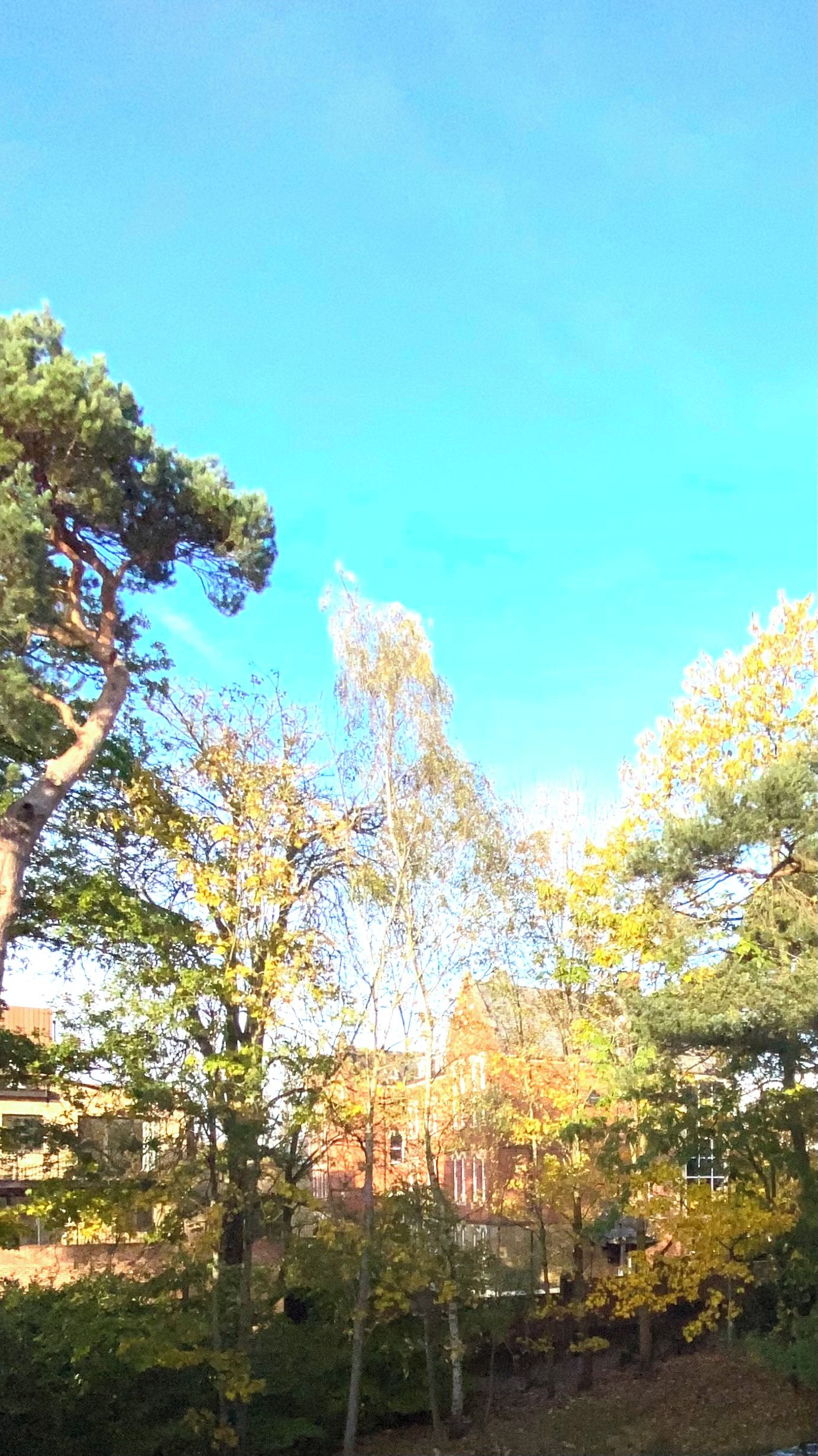 A building surrounded by trees with a clear sky.
