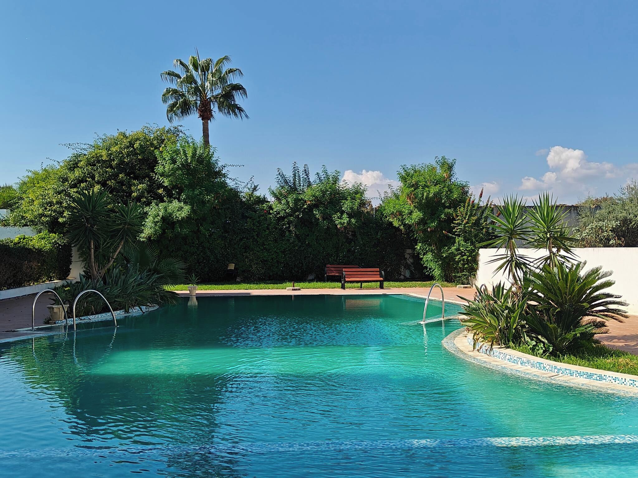 A clear swimming pool with a palm tree and benches in the background.