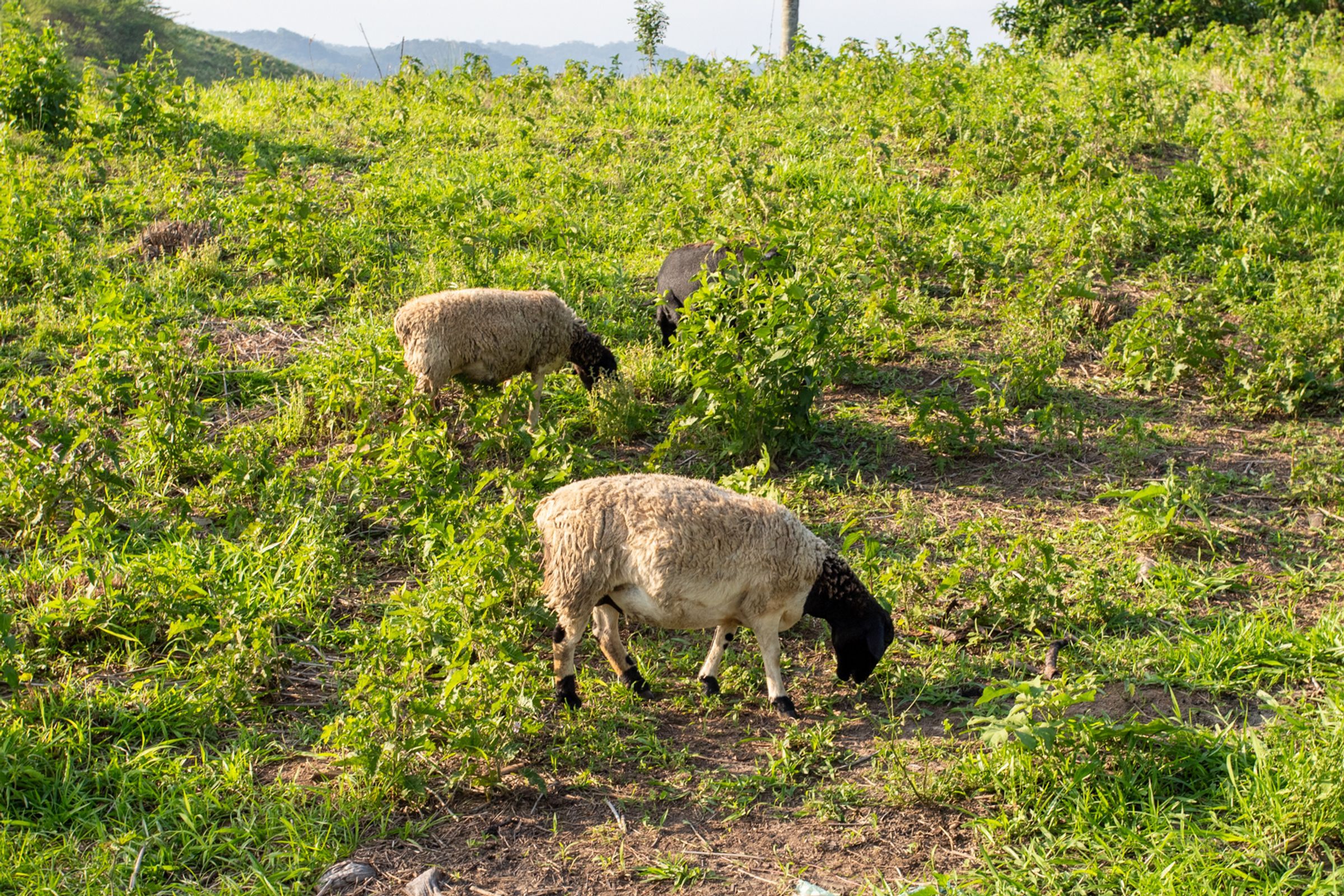 Un campo cubierto de hierba con ovejas pastando.