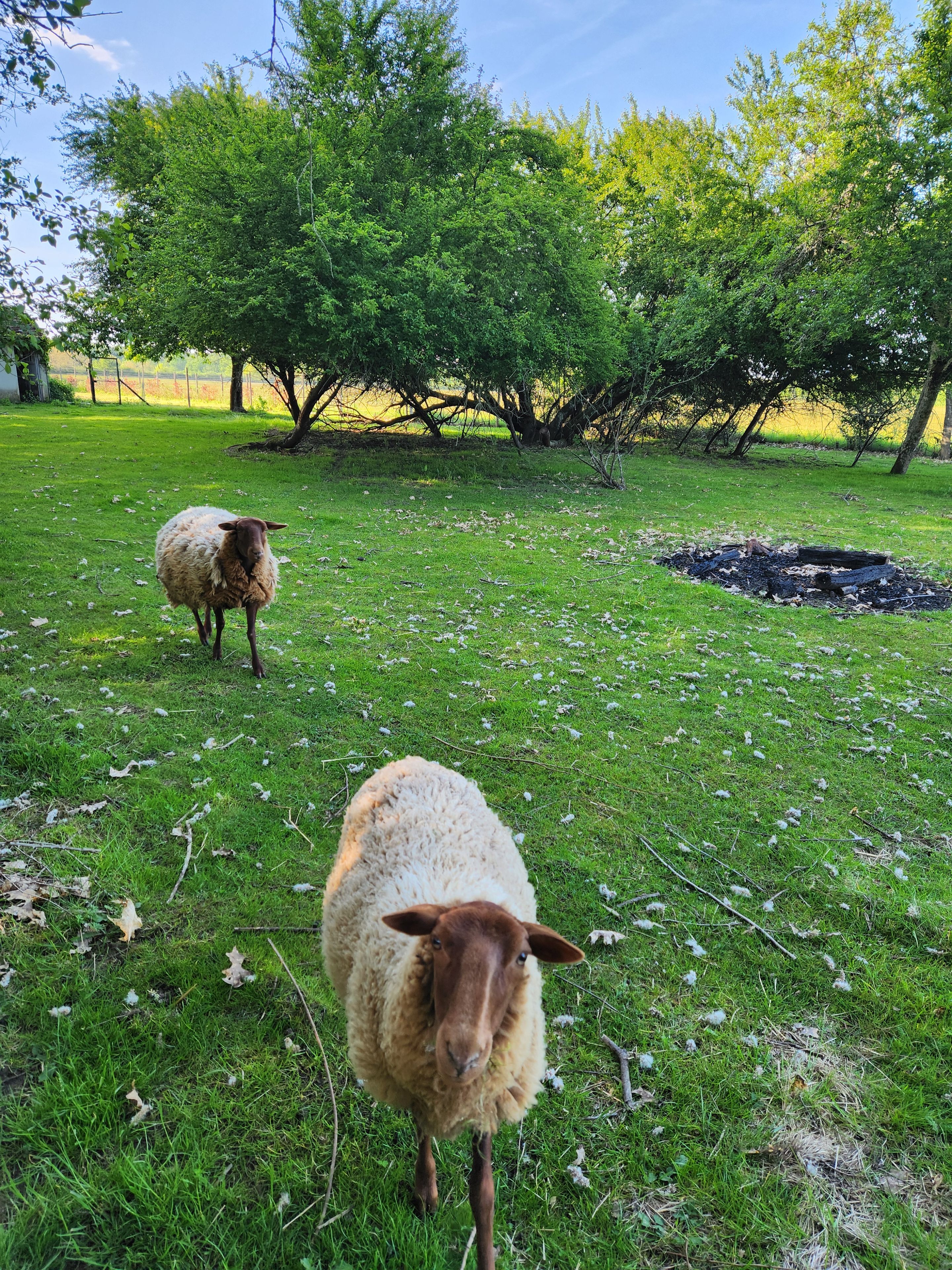 A grassy field with two sheep and trees in the background.