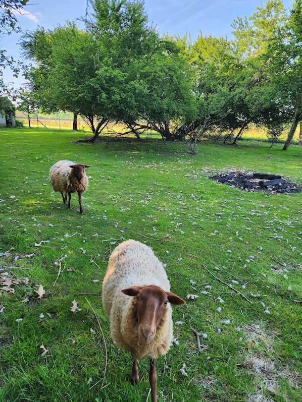 A grassy field with two sheep and trees in the background. - New Listing (Jouy-le-Potier)
