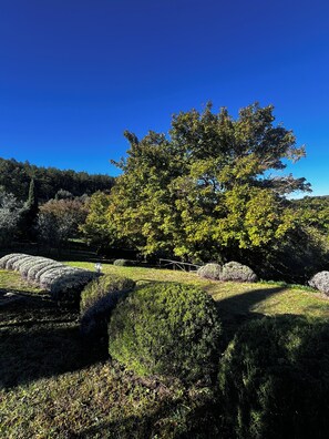 A landscape with a large tree, rolling hills, and a clear blue sky. - New Listing (Toscana)