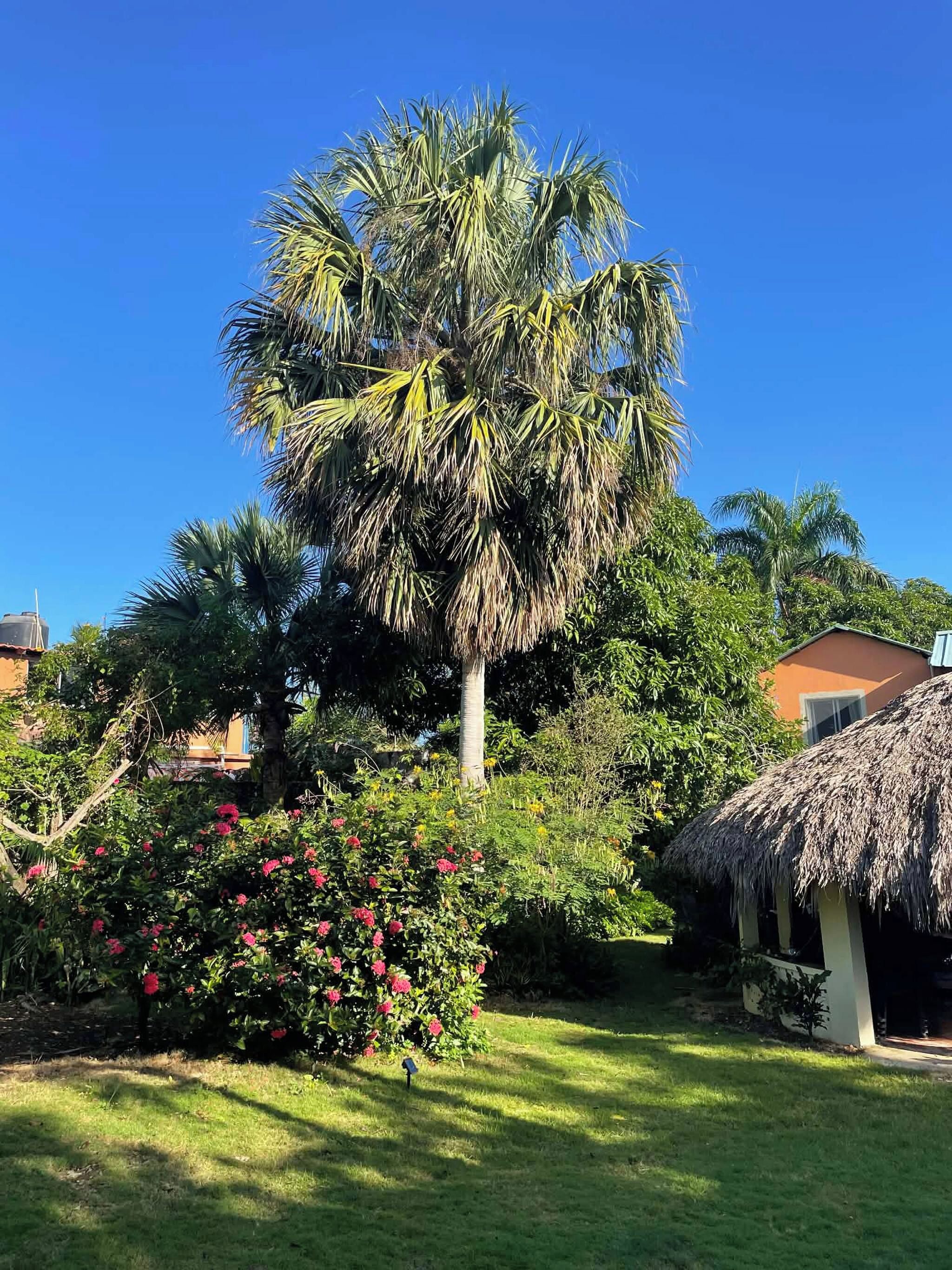 A tropical garden with a palm tree, flowering bushes, and a thatched-roof structure.