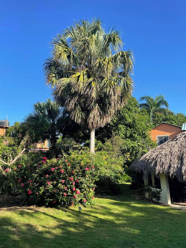 A tropical garden with a palm tree, flowering bushes, and a thatched-roof structure. - Casa Baldoria Tropical Escape (Cabrera)