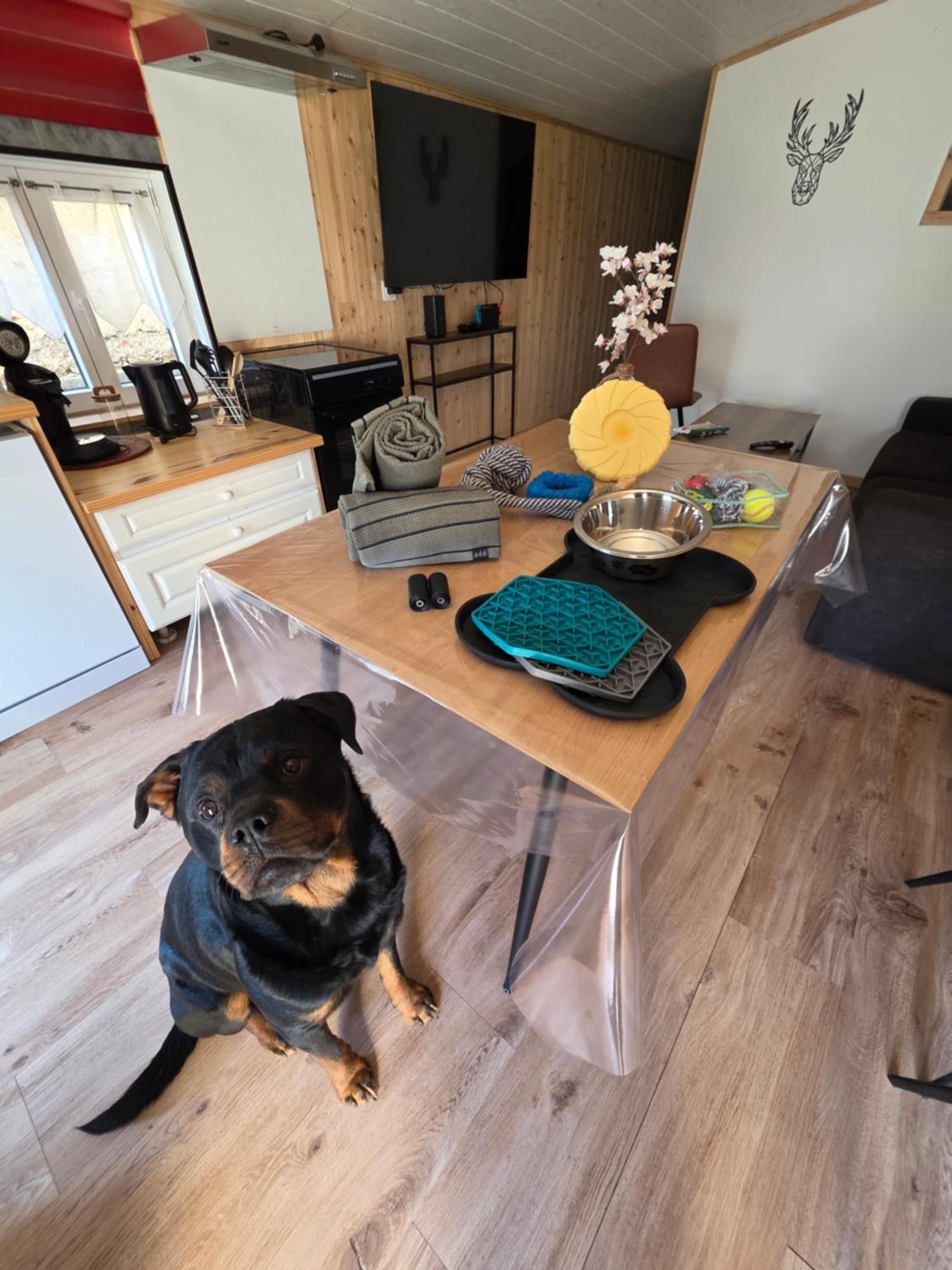 Ein Küchenbereich mit einem Holztisch, einem Hund und diversen Küchenutensilien.