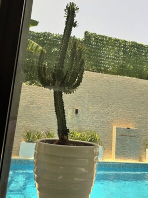 Un cactus en pot, placé près d’une fenêtre donnant sur la piscine.
