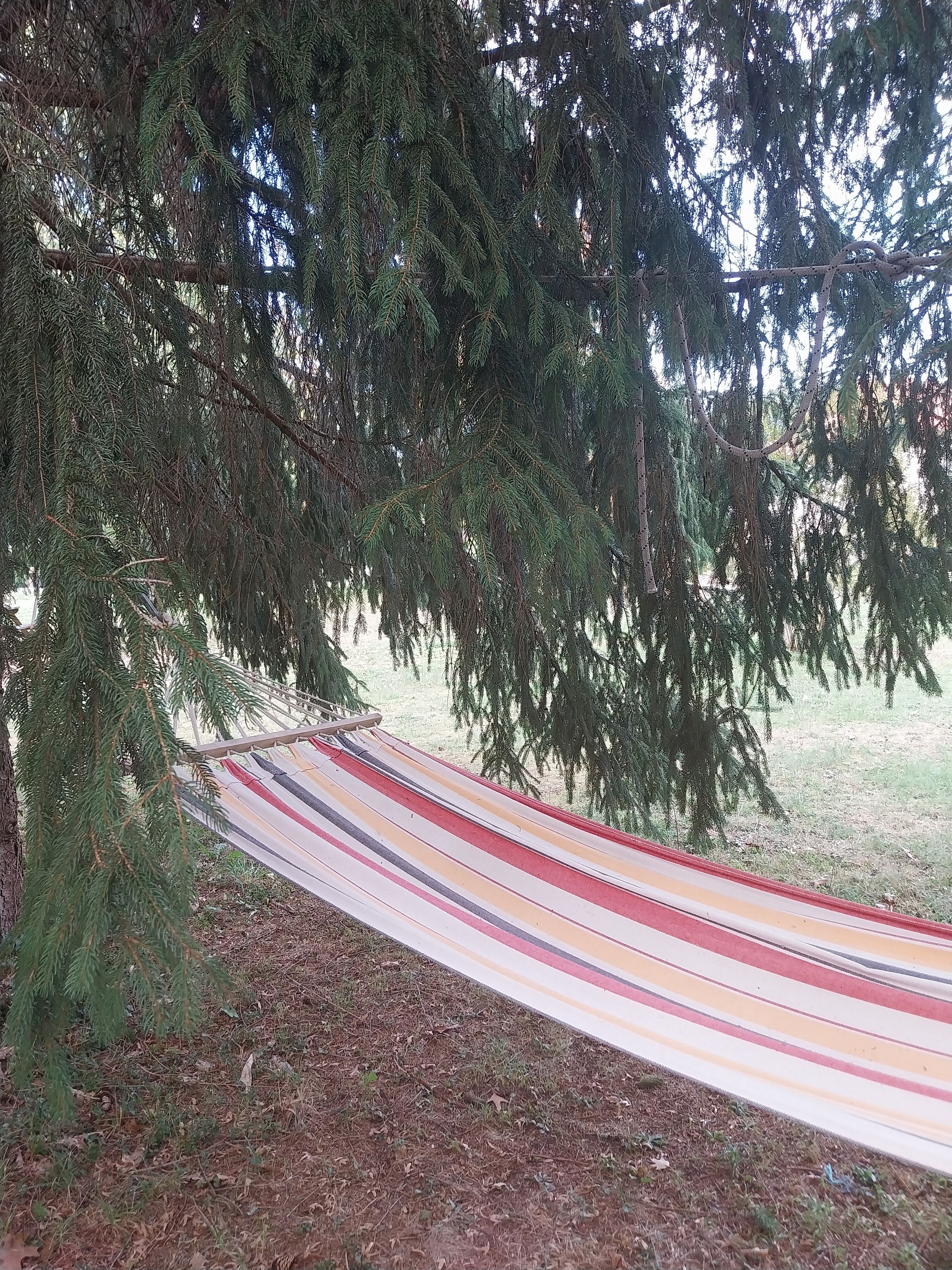 Eine Hängematte unter einem Baum, umgeben von Gras und Kiefernzweigen.