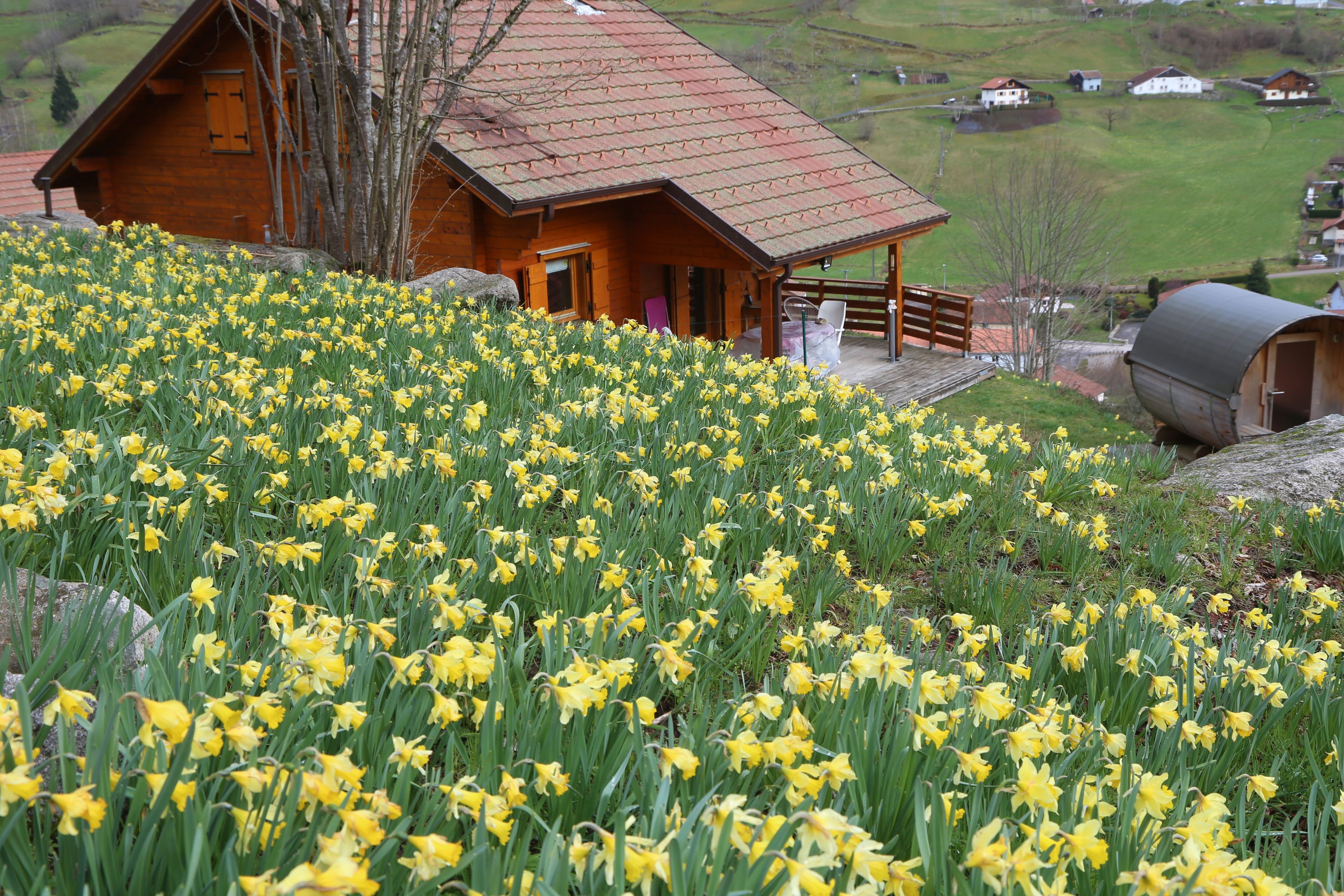 En træhytte med veranda, omgivet af en mark med gule blomster.