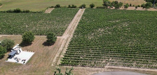 Un vaste champ agricole, avec des rangées de cultures, et un petit bâtiment doté d’un toit plat.