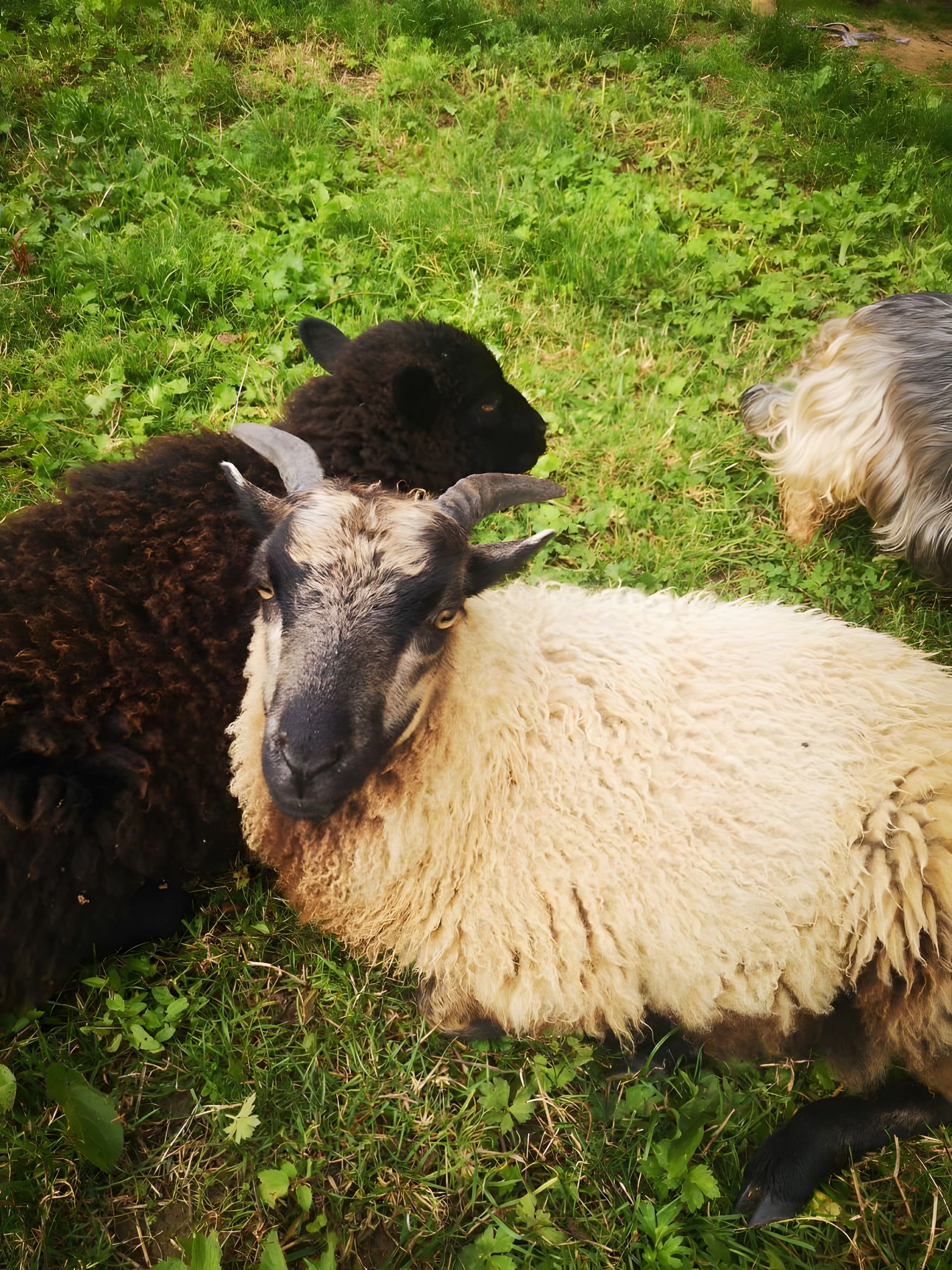 Een groep schapen rustend op een grasveld.