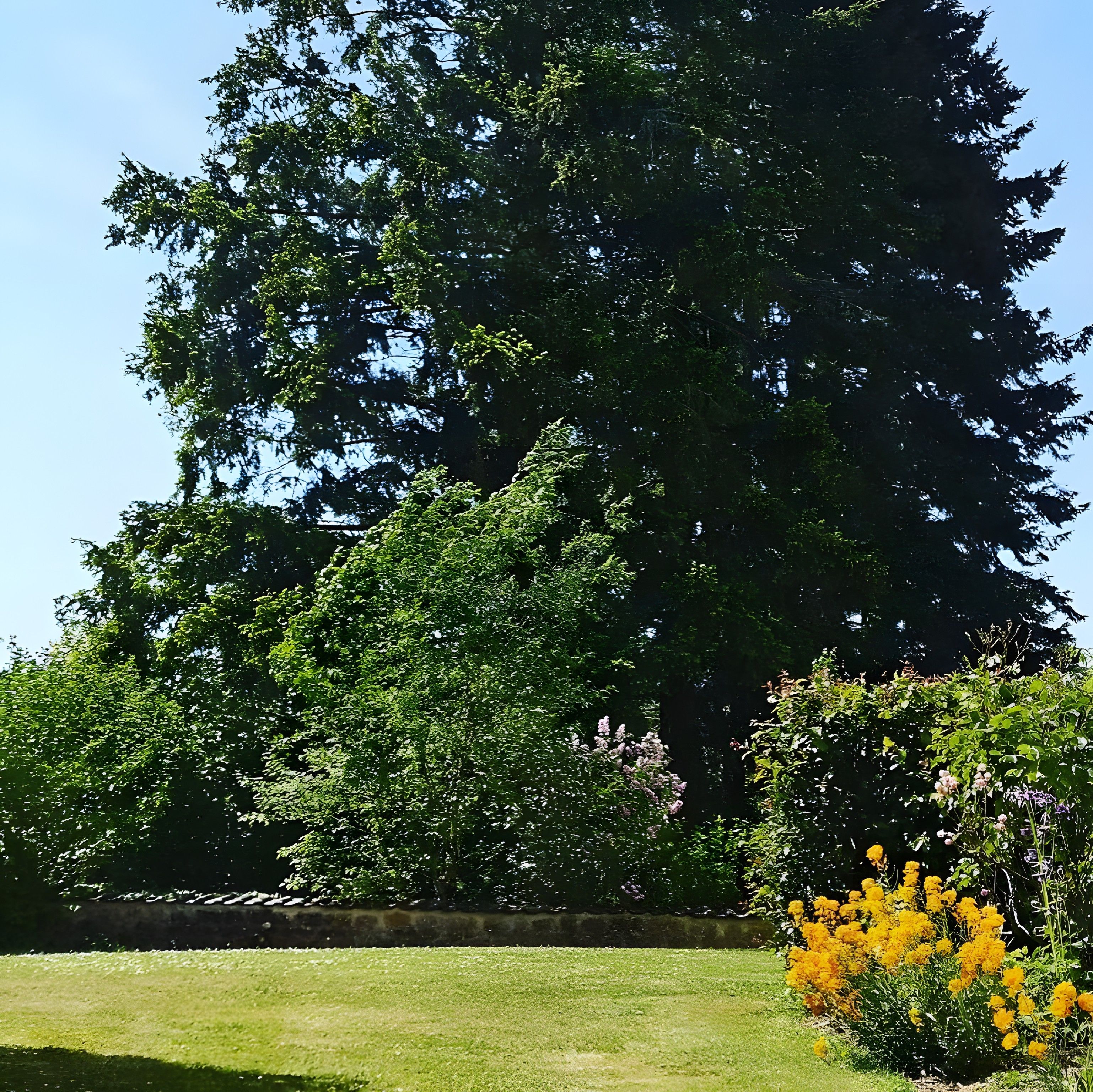 Un grand arbre se dresse au milieu d’une étendue d’herbe bien entretenue.