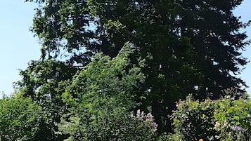 Un grand arbre se dresse au milieu d’une étendue d’herbe bien entretenue.
