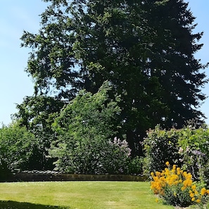 Un árbol grande en un césped bien cuidado.