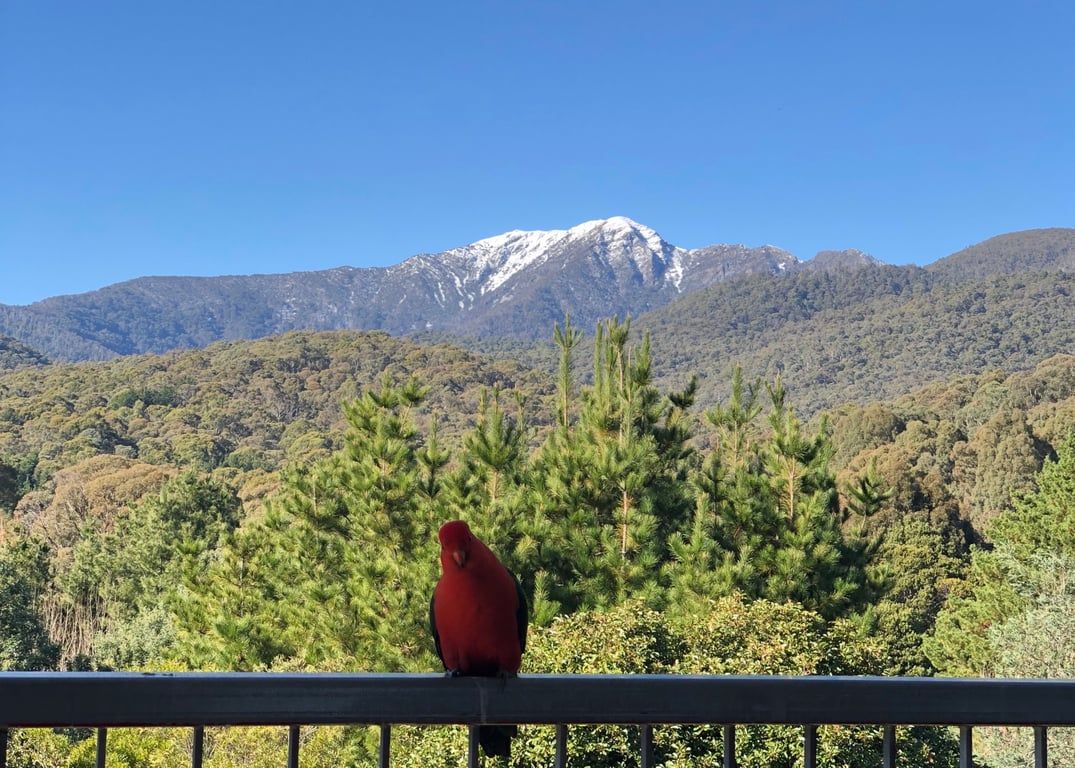 Een rode vogel zit op een balustrade, met een berg op de achtergrond.