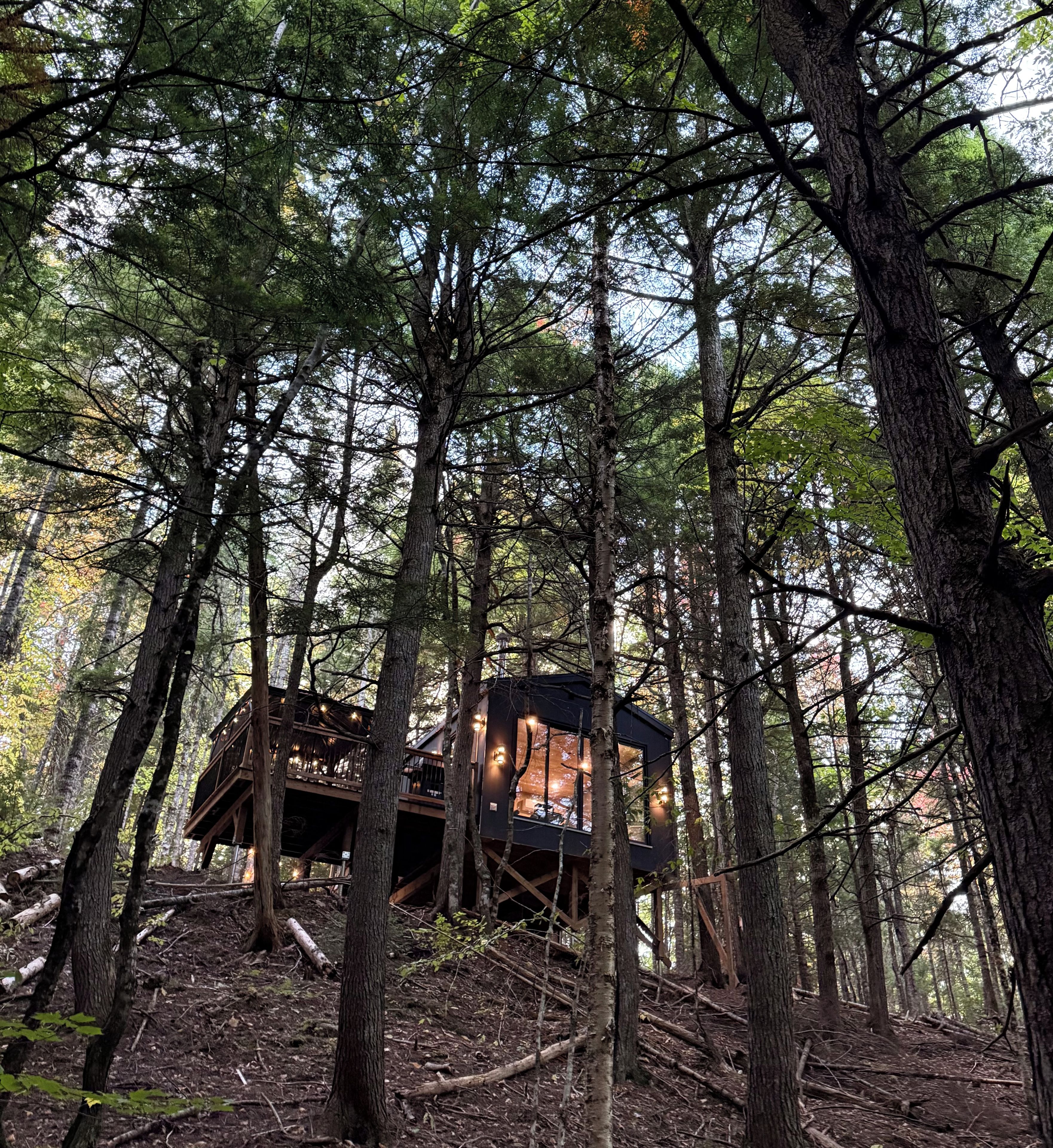 Une cabane perchée dans les arbres, construite au milieu de grands arbres dans une forêt.