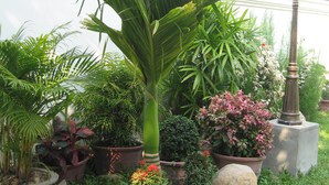 Un jardín con plantas en macetas, una palmera y una farola.
