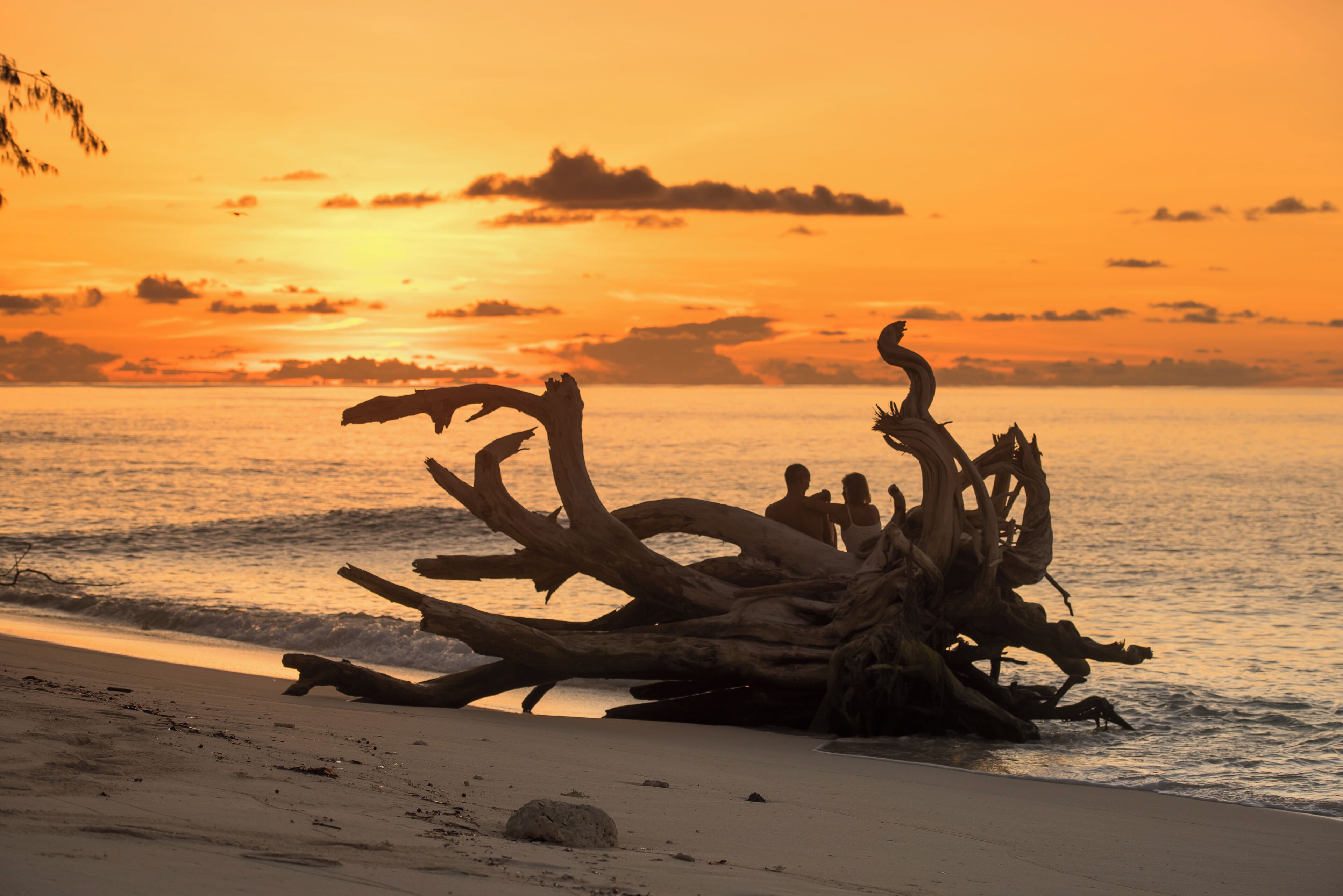 A large fallen tree on a beach with the ocean in the background.