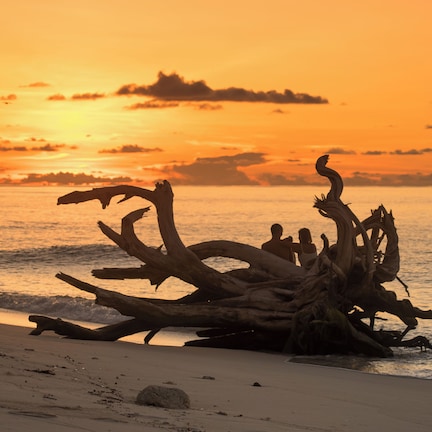 A large fallen tree on a beach with the ocean in the background.