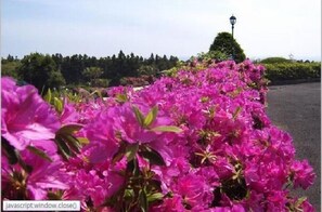 Property amenity - Palace in the Forest Pension (Seogwipo)