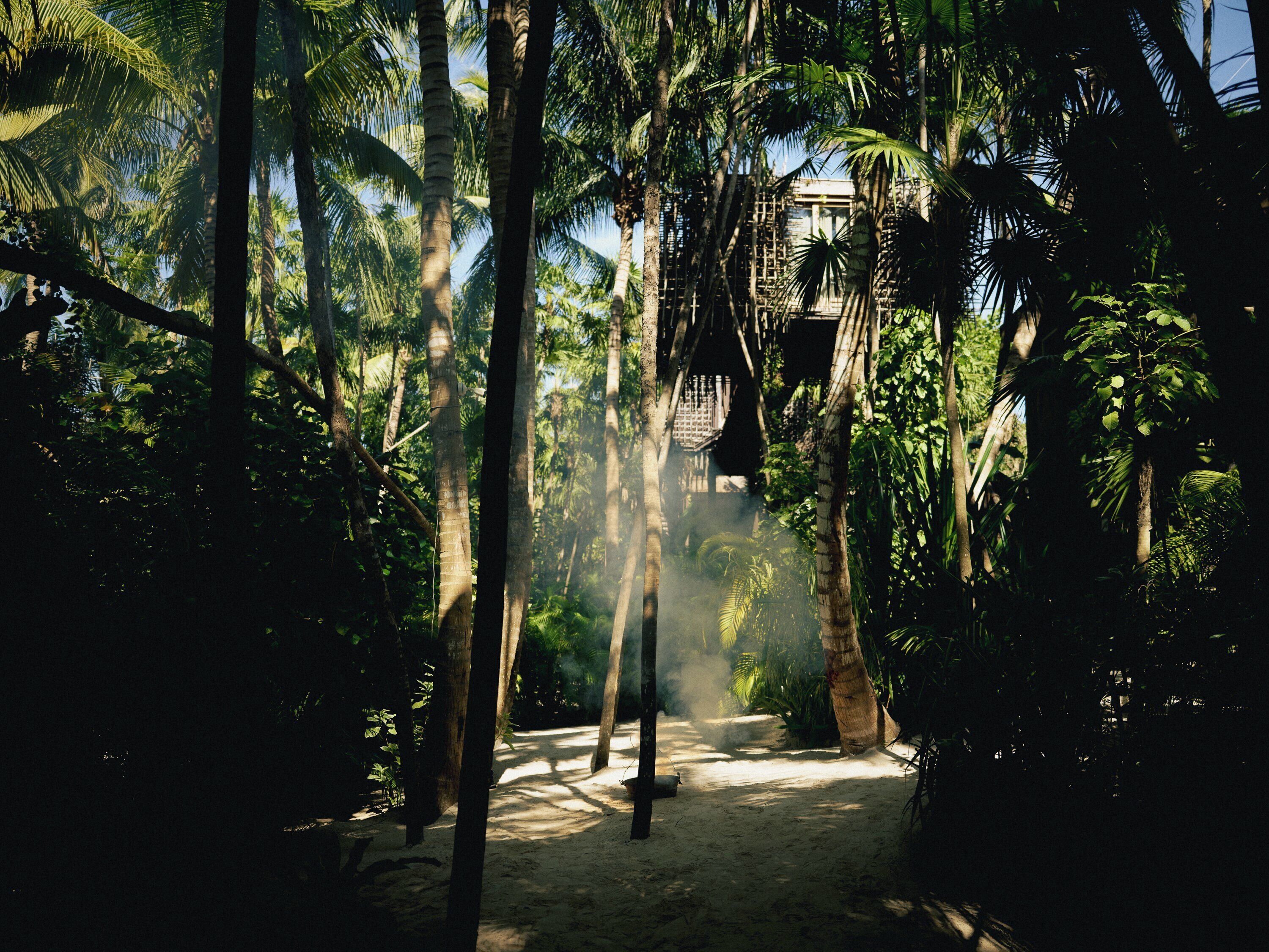 Un sentier traverse une forêt tropicale dense, parsemée de palmiers, et on aperçoit une structure en bois au loin.