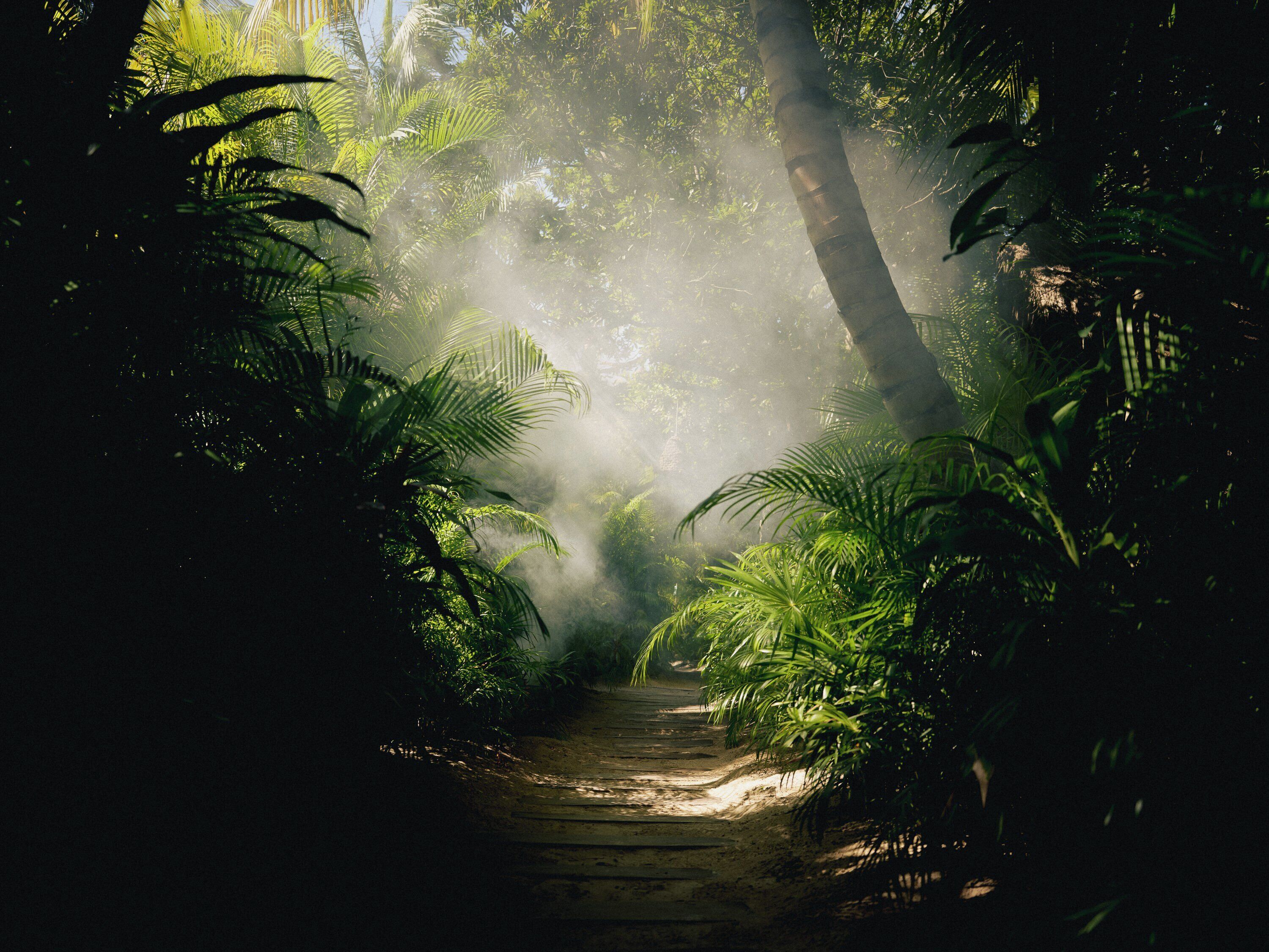 Un sentier forestier bordé d’une végétation dense de part et d’autre, avec la lumière du soleil qui filtre à travers les arbres.