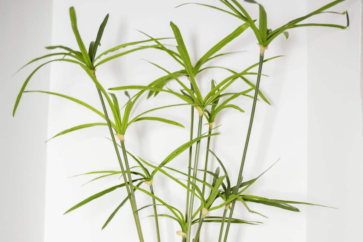 A potted plant with long green leaves, a white textured pot, and two rolled white towels on a wooden shelf against a white wall.