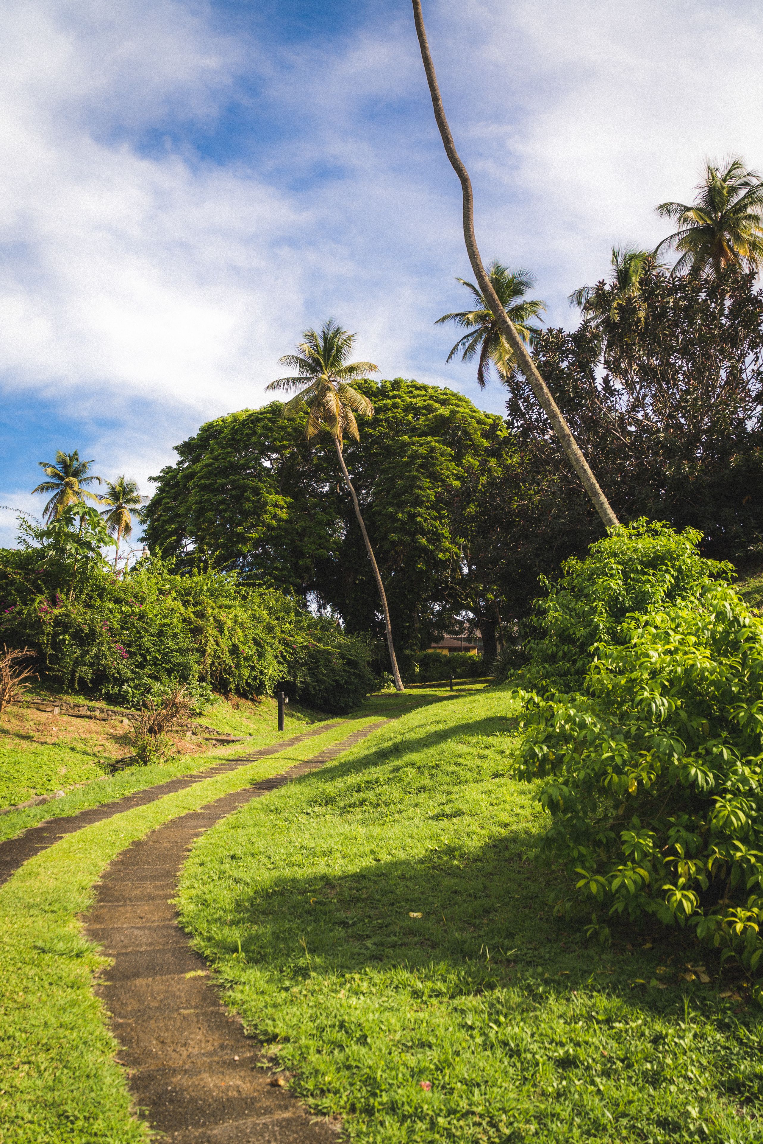 A pathway through a lush green area with palm trees and dense foliage.