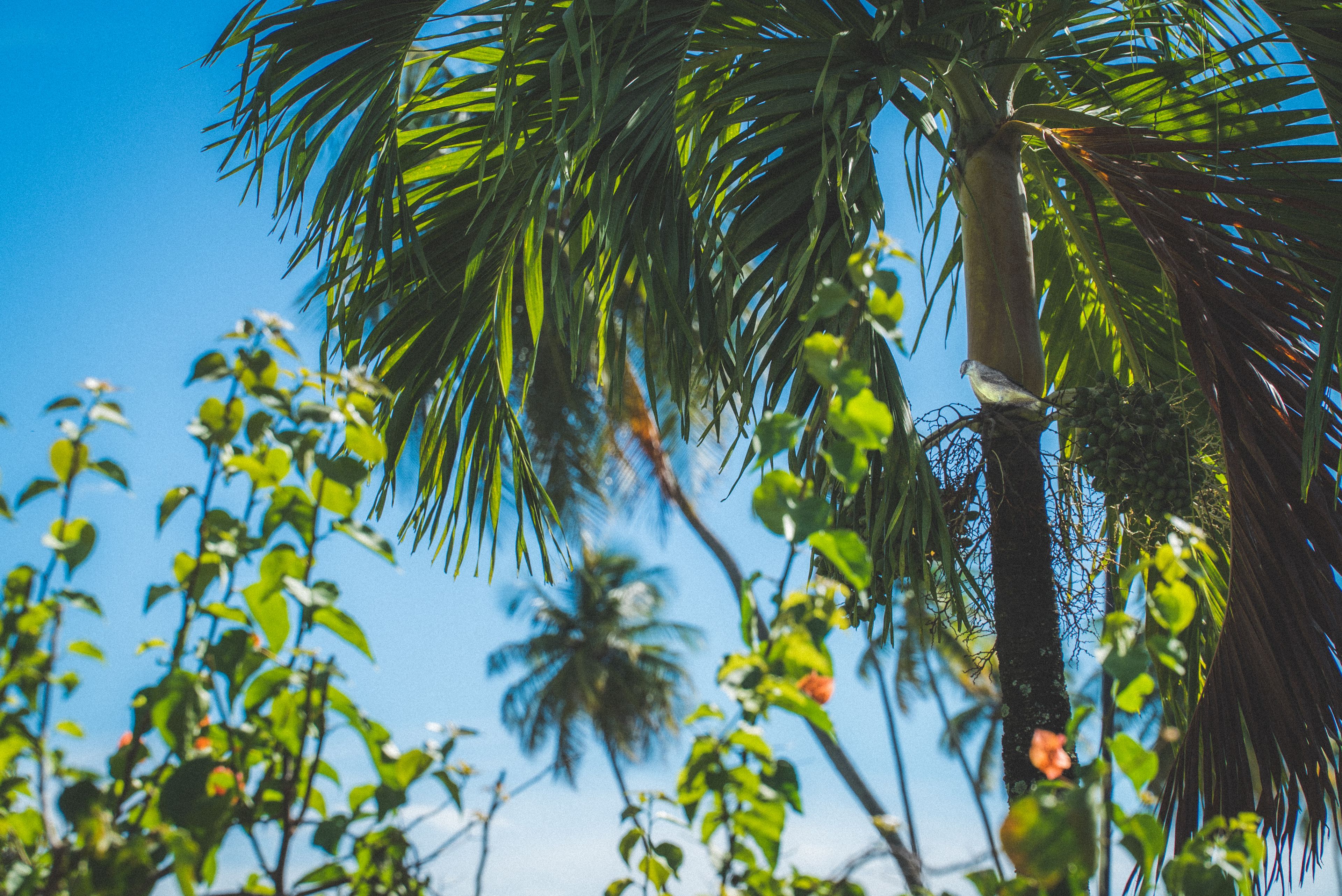 A palm tree with a bird perched on it, surrounded by other greenery and a clear blue sky.