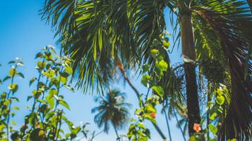 A palm tree with a bird perched on it, surrounded by other greenery and a clear blue sky.