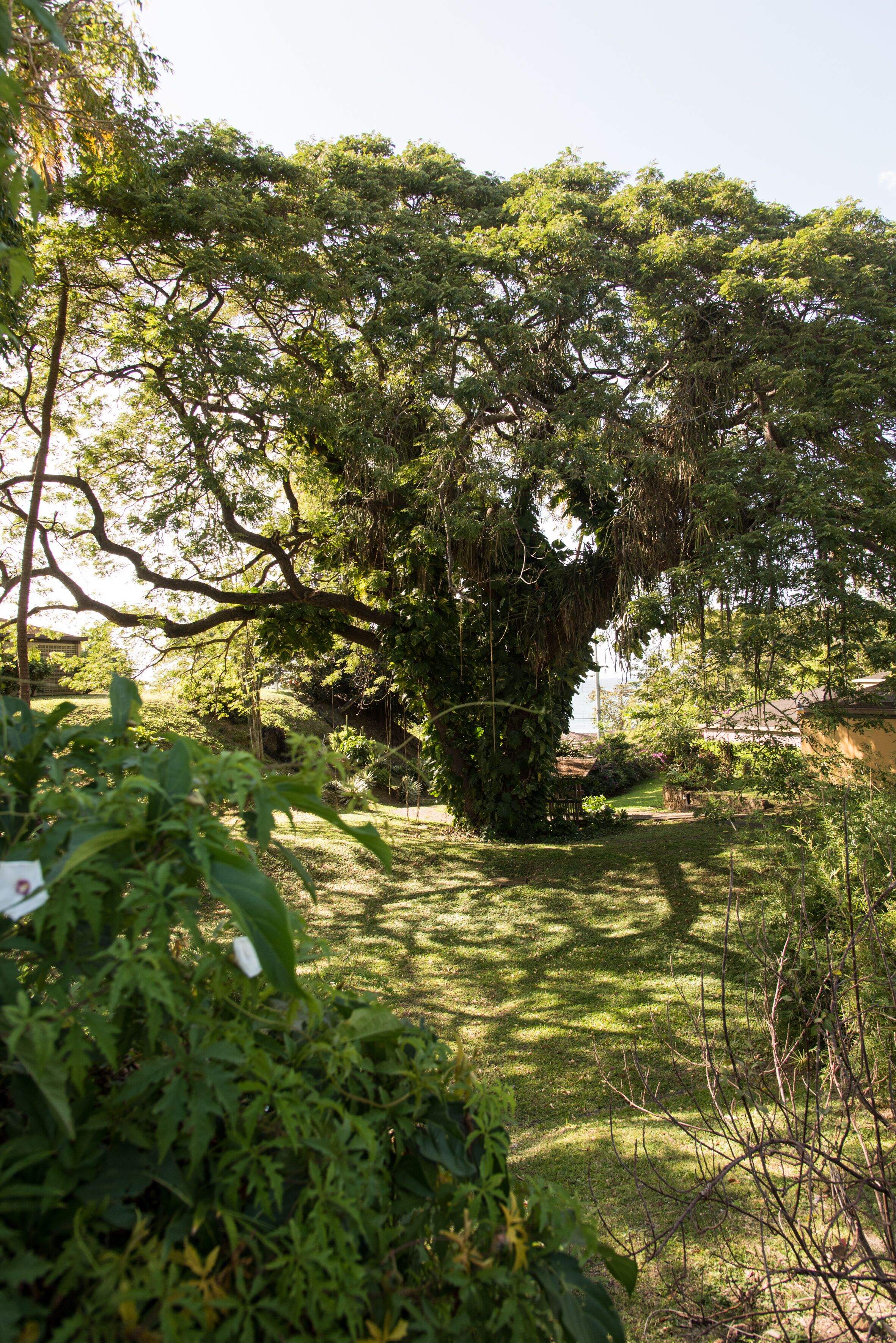 A lush garden with a large tree, a pathway, and various plants.