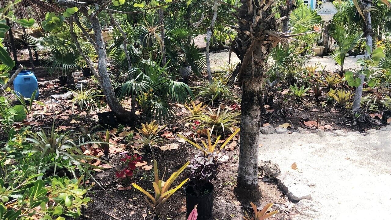 A garden with various plants and a blue water container.