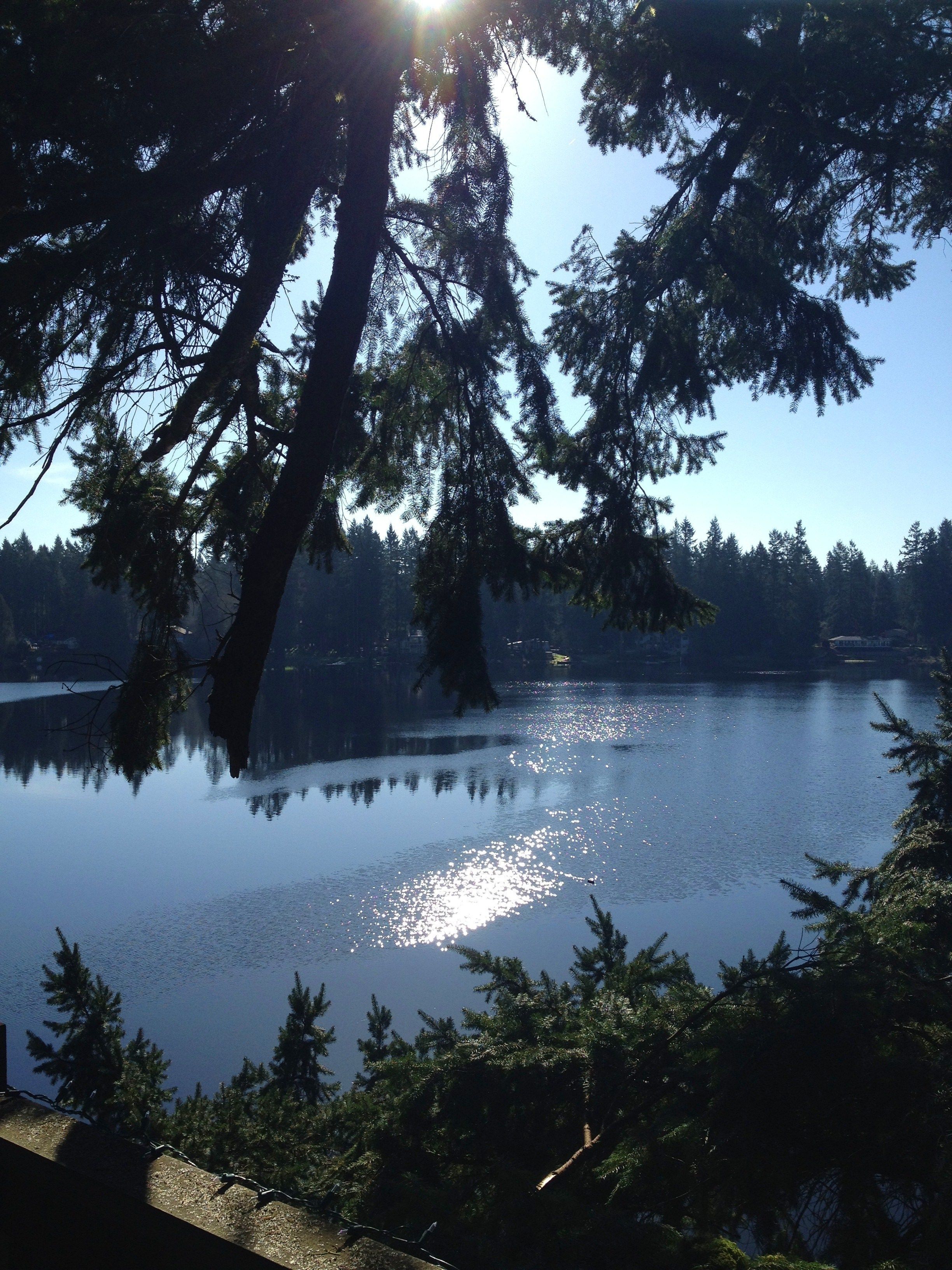 A serene lakeside view with dense trees and a clear sky.