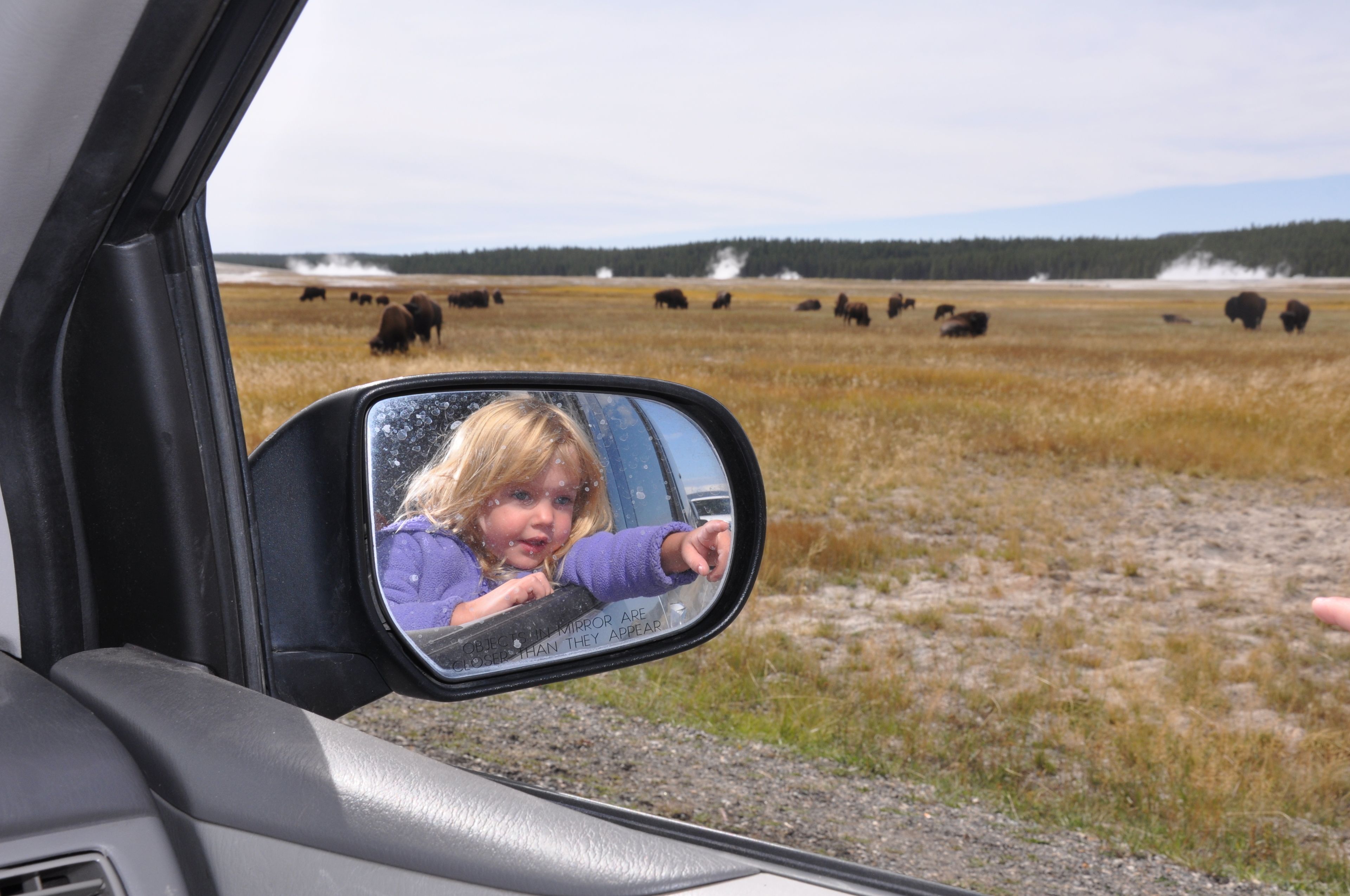 A car's side mirror reflecting a person pointing at a bison herd in a field.