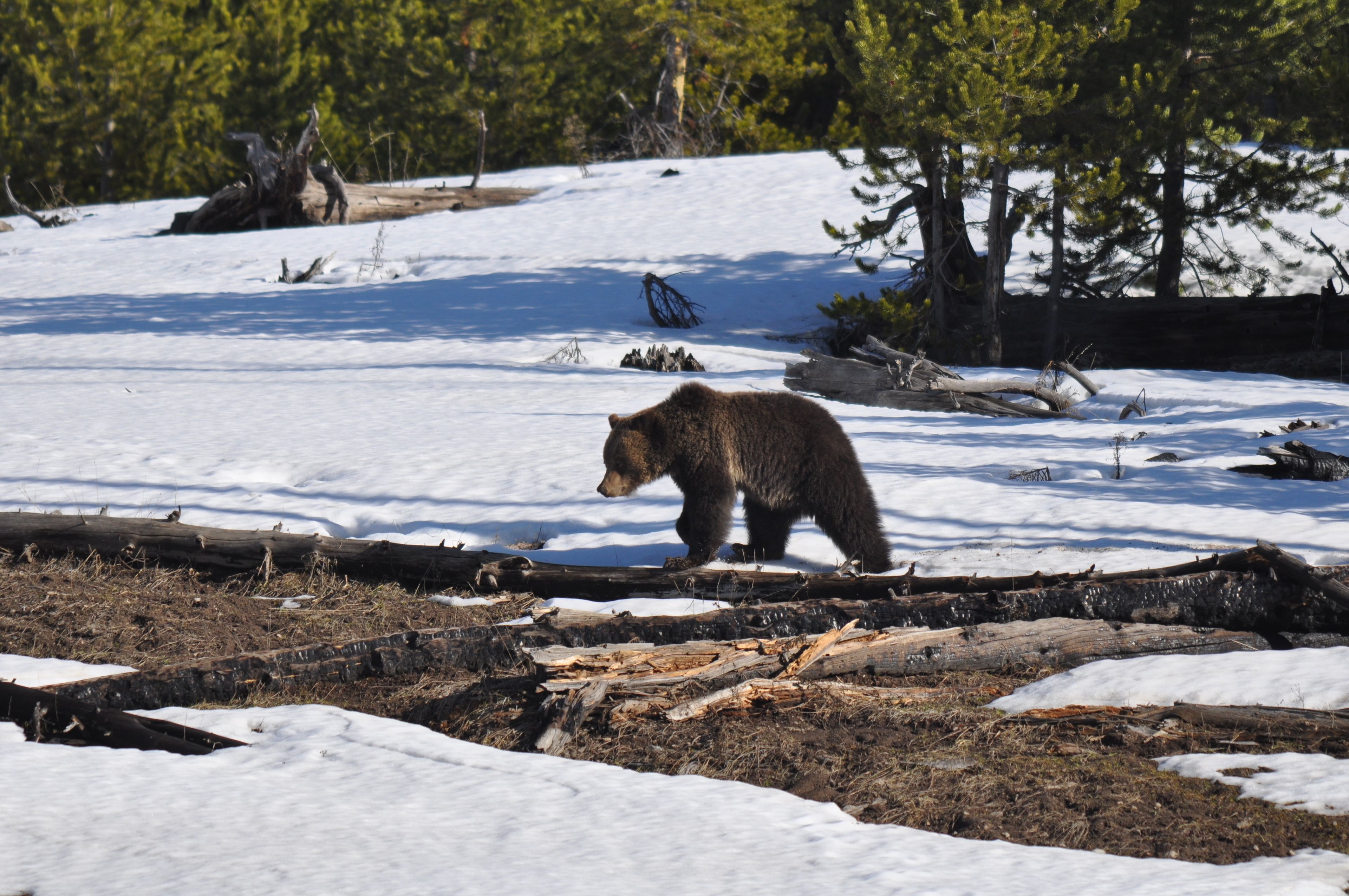 A bear walking on snow with trees in the background.