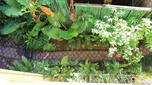 A lush garden with various plants and a stone pathway. - Darayonan Lodge (Coron)