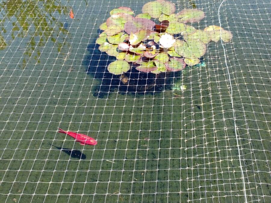 A pond with a clear water surface, lily pads, and koi fish.