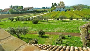 A vineyard with rows of grapevines, a white building, and a stone wall in the foreground. - La Fornasaccia (Cesena)