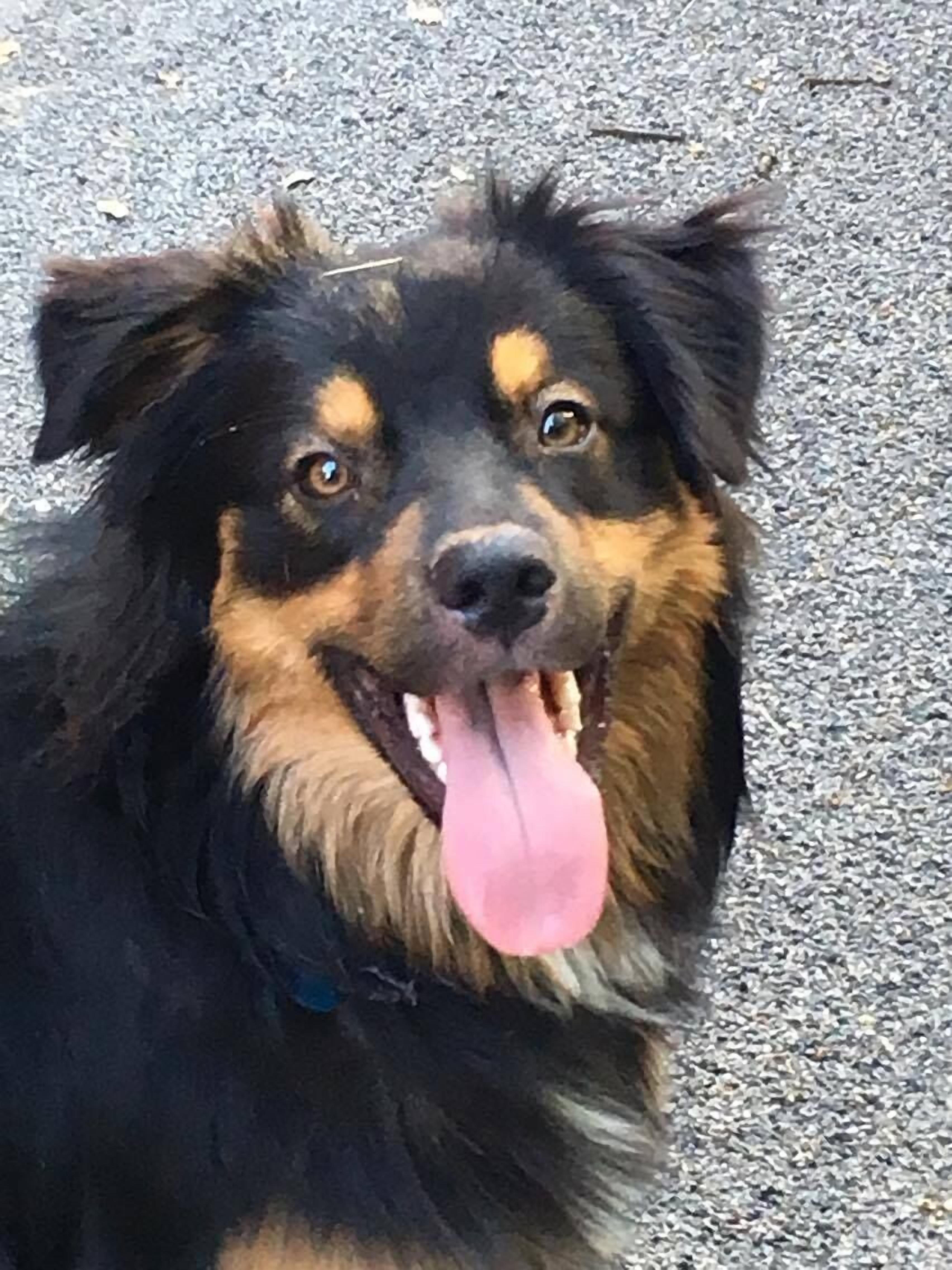 Ein Nahaufnahme eines Hundes mit schwarz-braunem Fell, einem blauen Halsband und einem fröhlichen Gesichtsausdruck.