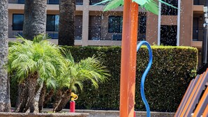 A row of sun loungers with a water feature and palm trees in the background.