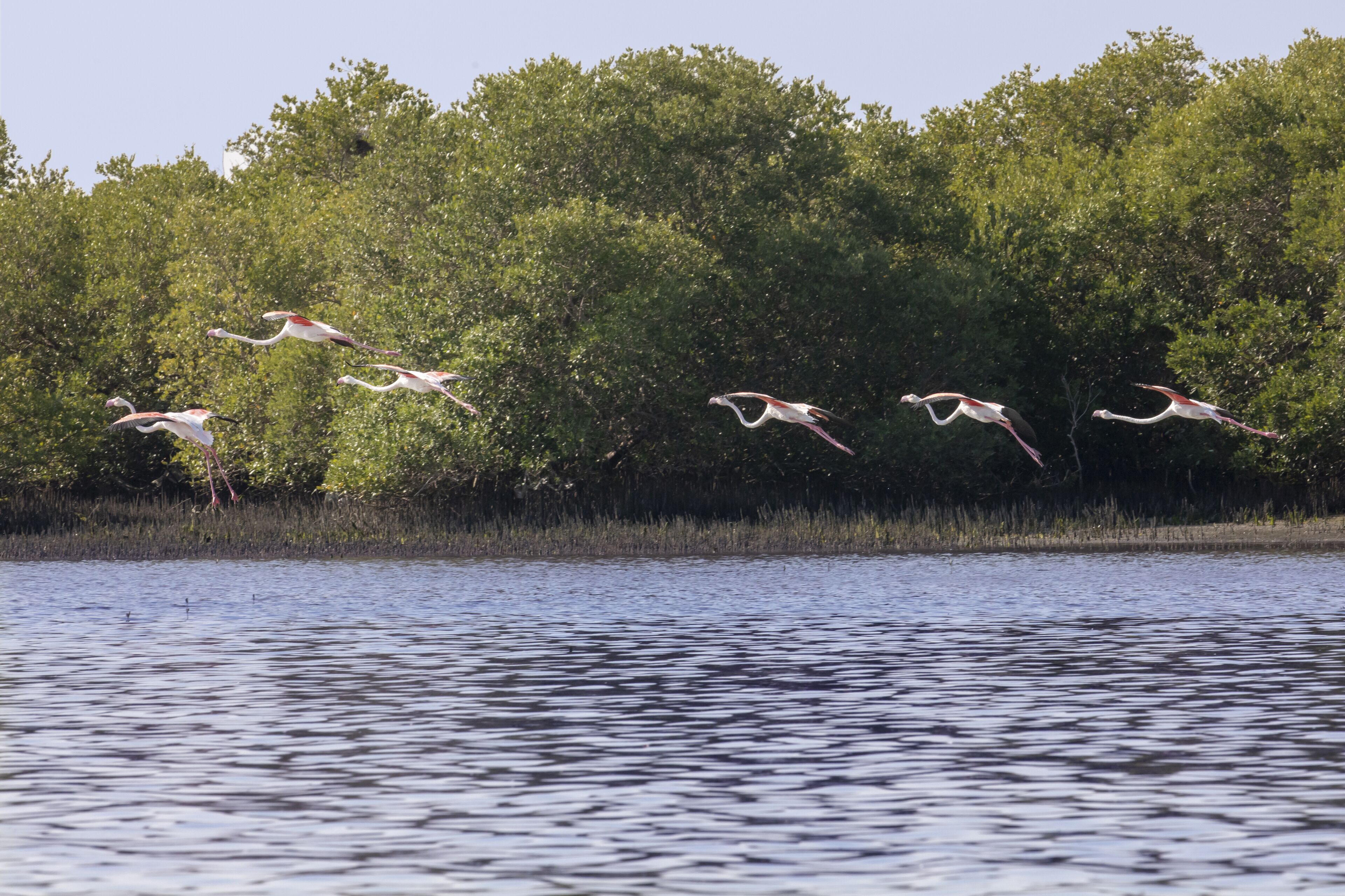 A group of birds flying over a body of water with dense foliage in the background.