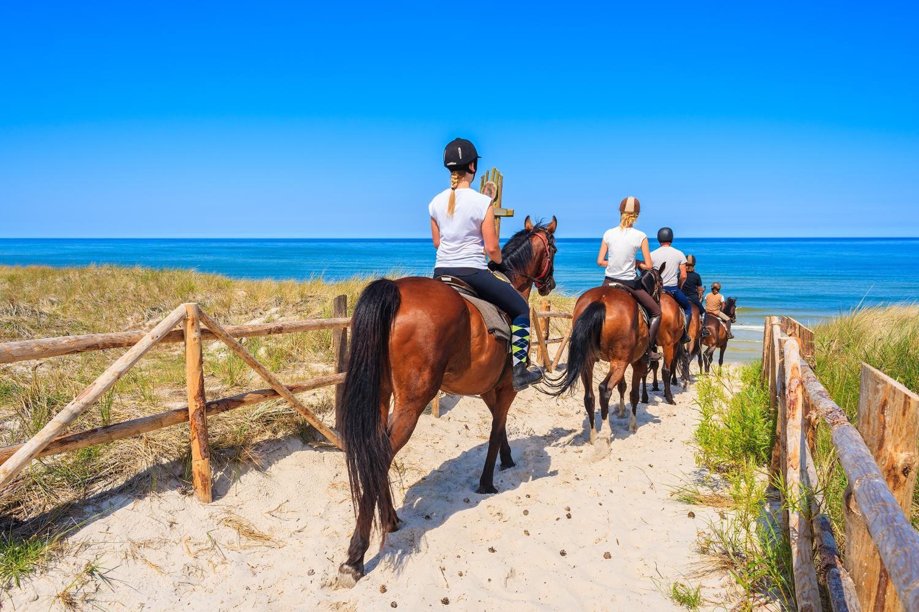 A beachside horse riding path with wooden fences and horses.