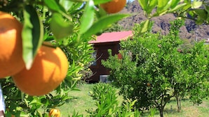 An orange grove with a red-roofed building in the background. - Ikiz Villas (Kemer)