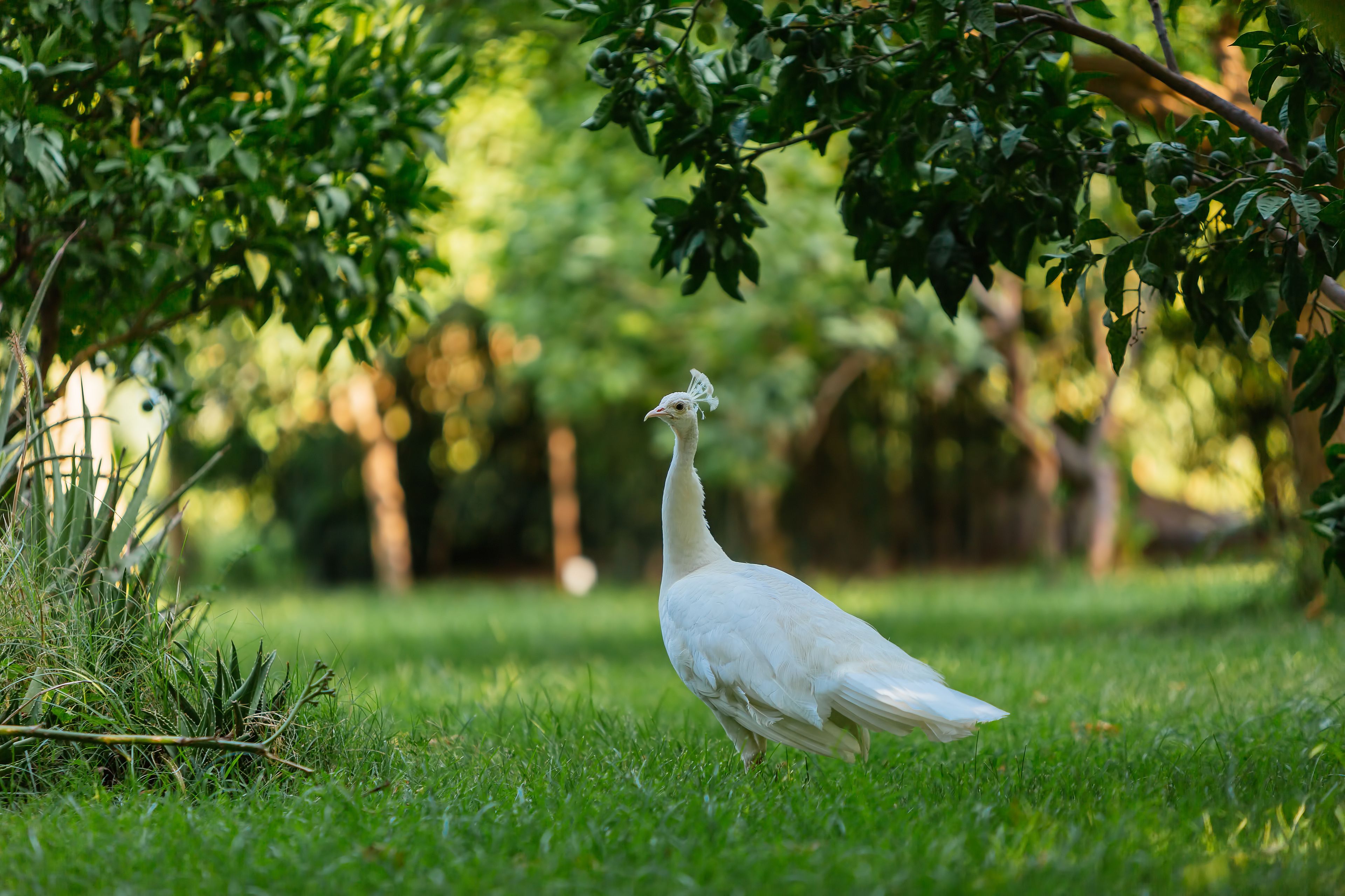 deluxe double room | view from room