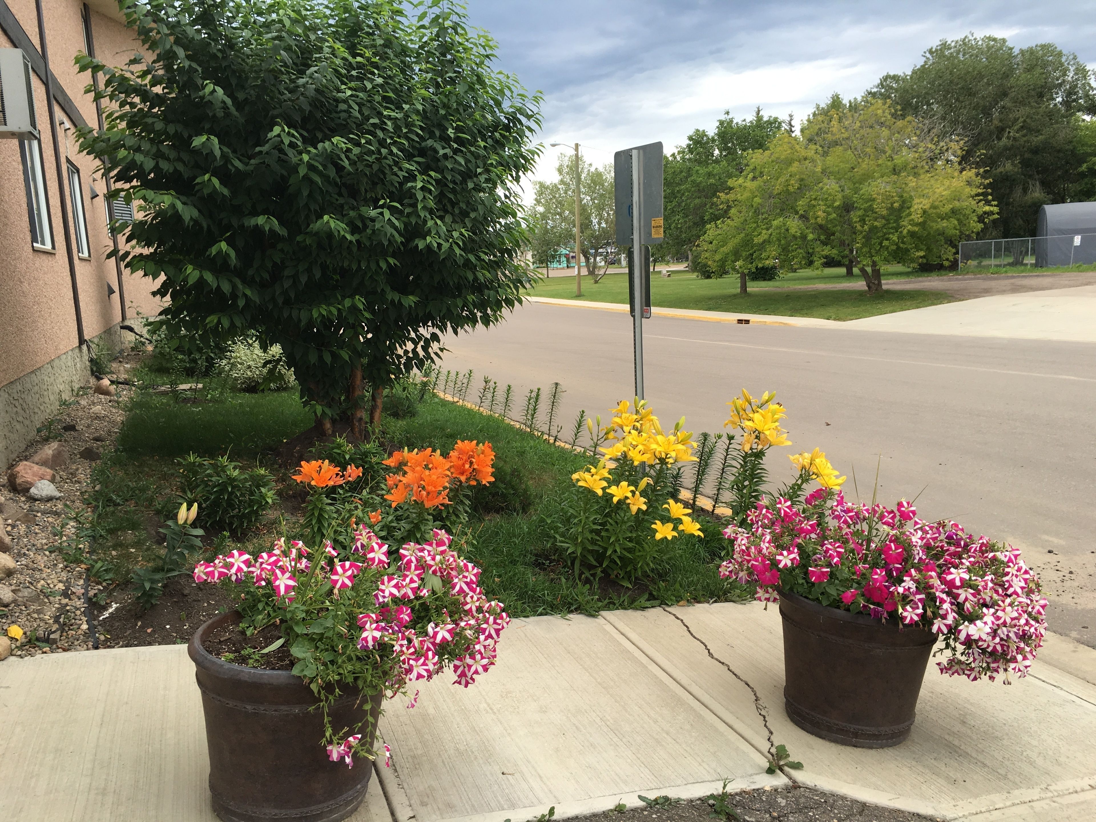 A sidewalk with flower beds containing various flowers, a street, and a building with a tree in the background.